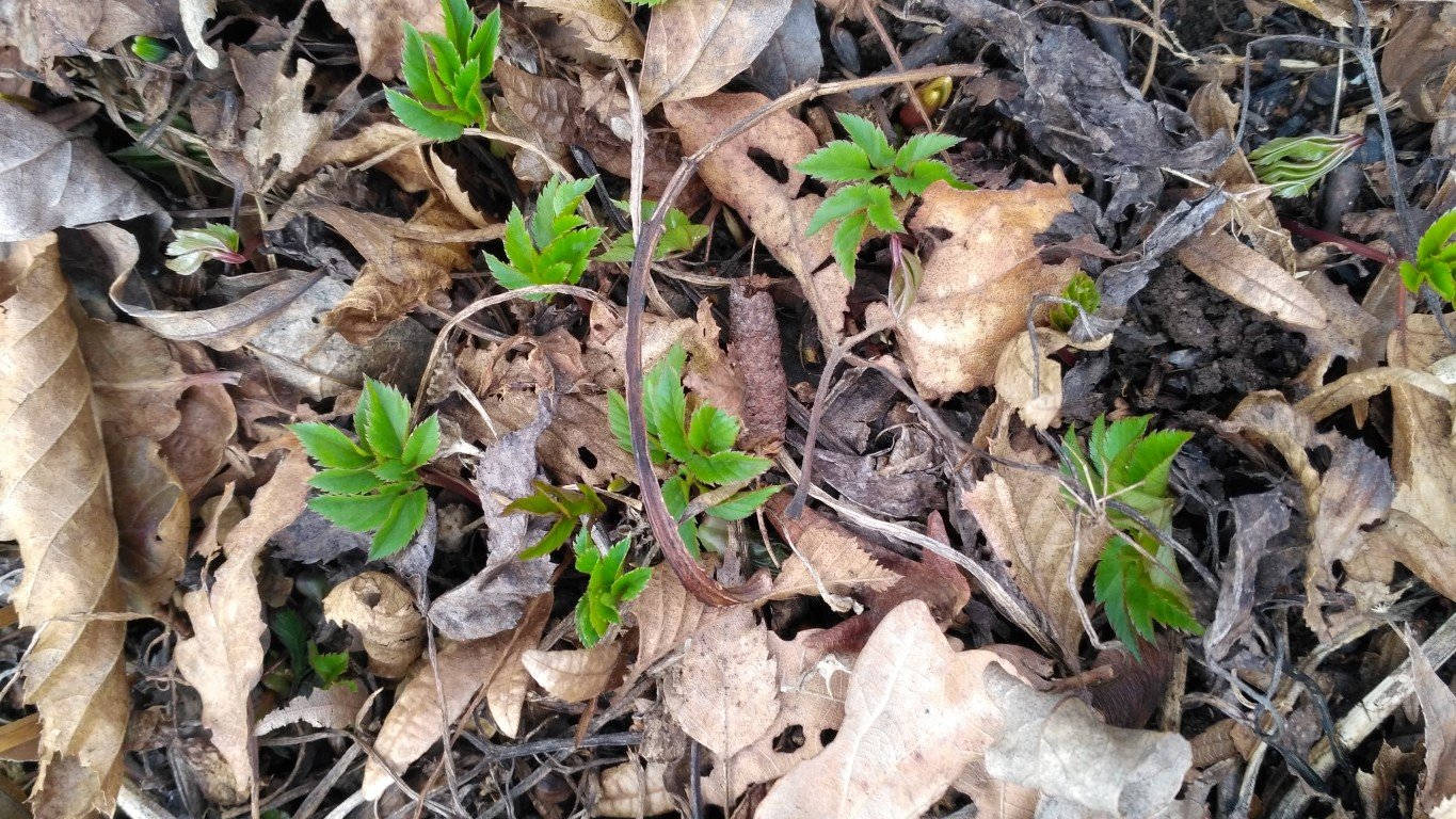 Zarte Frühjahrspflanzen