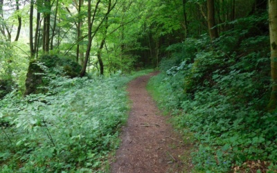 Wald und Wiesen… Pottenstein