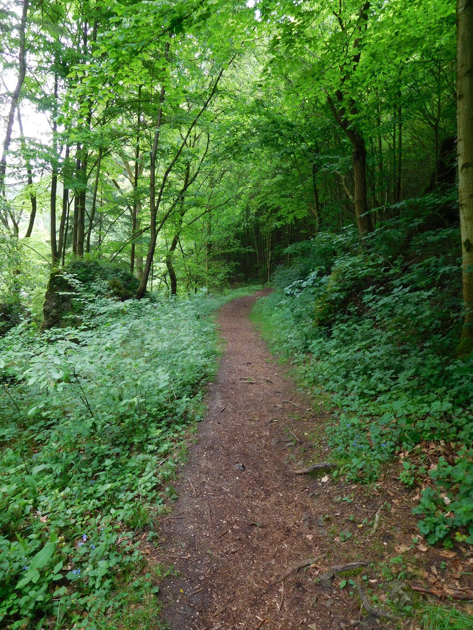 Wald und Wiesen… Pottenstein