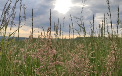 Wiesengräser