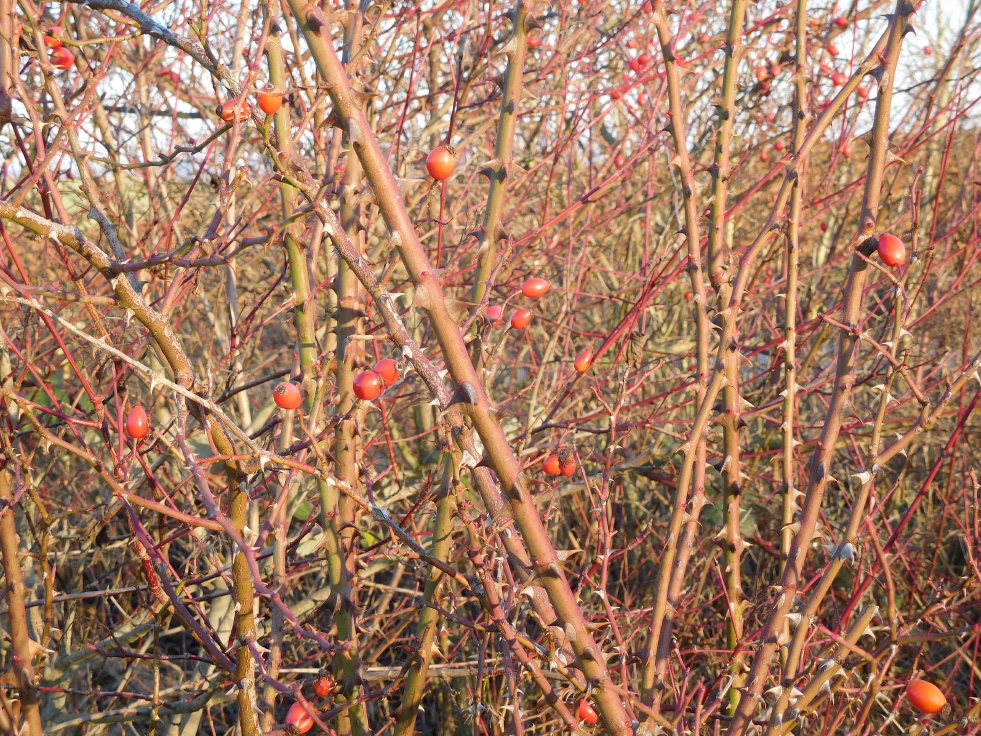 Vitamine im Winter