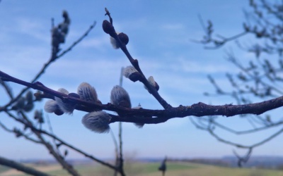 Frühlings-Spaziergang