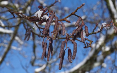 Bild d. Woche, 5. Februar 2019