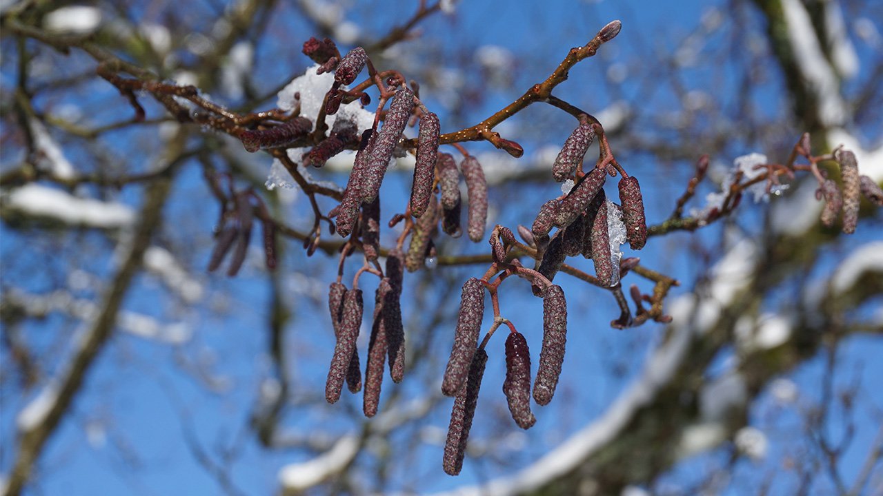 Bild d. Woche, 5. Februar 2019
