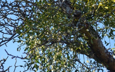 Bild d. Woche, 18. Februar 2019