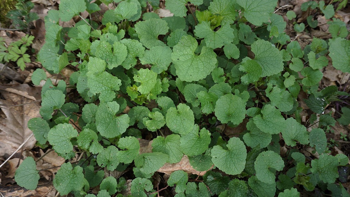 Knoblauchrauke
