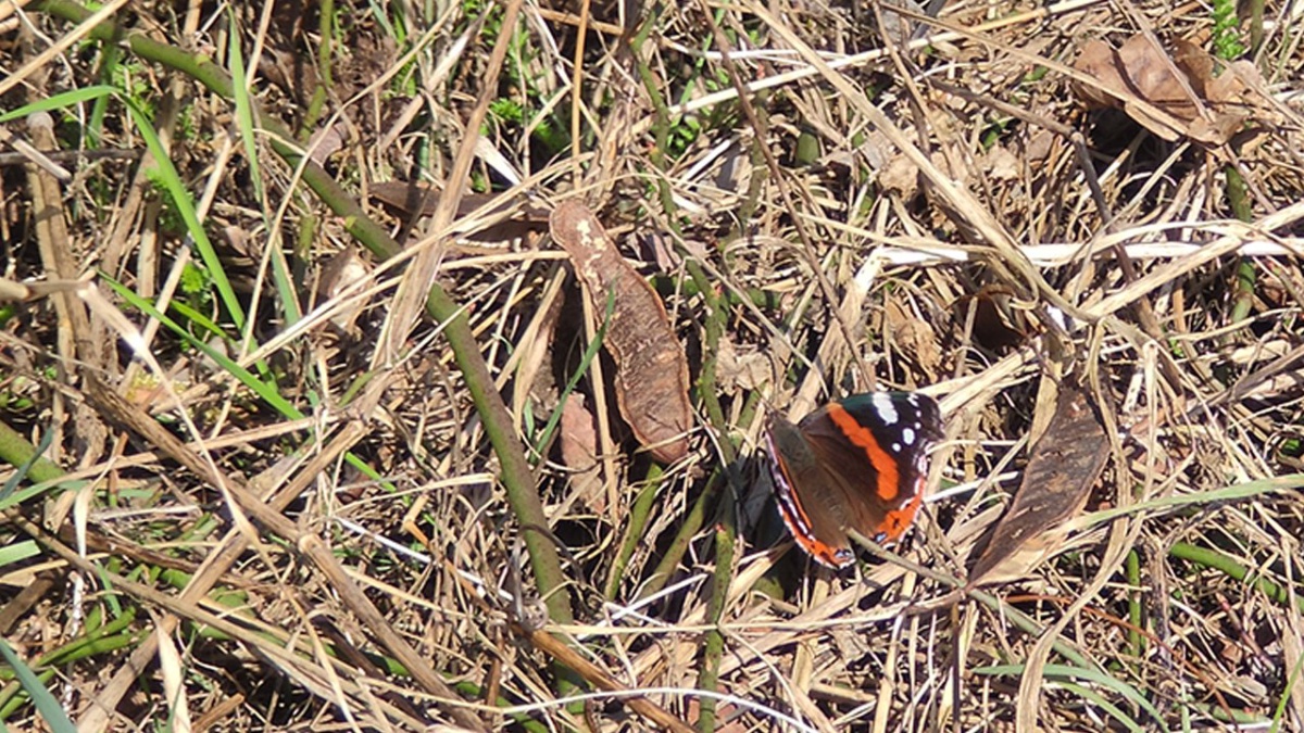 Schmetterling
