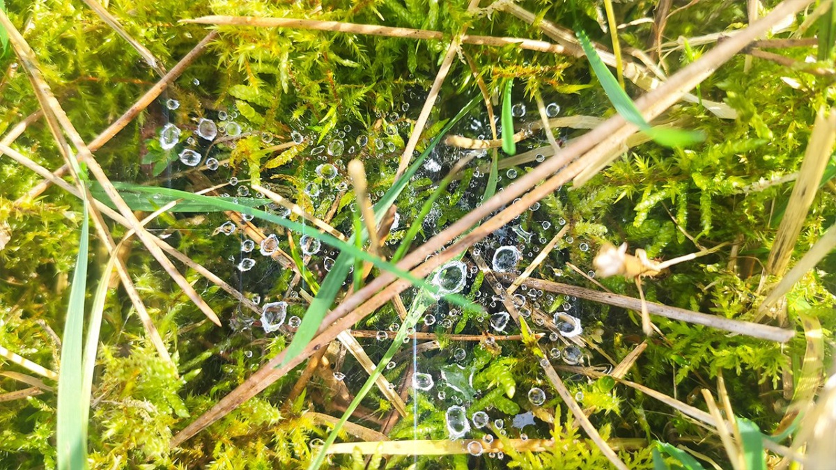 Spinnennetz