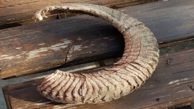 Mufflonhorn