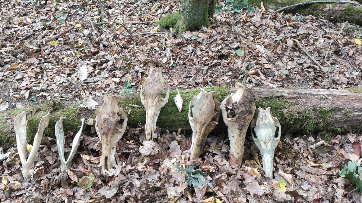 Tierschädel