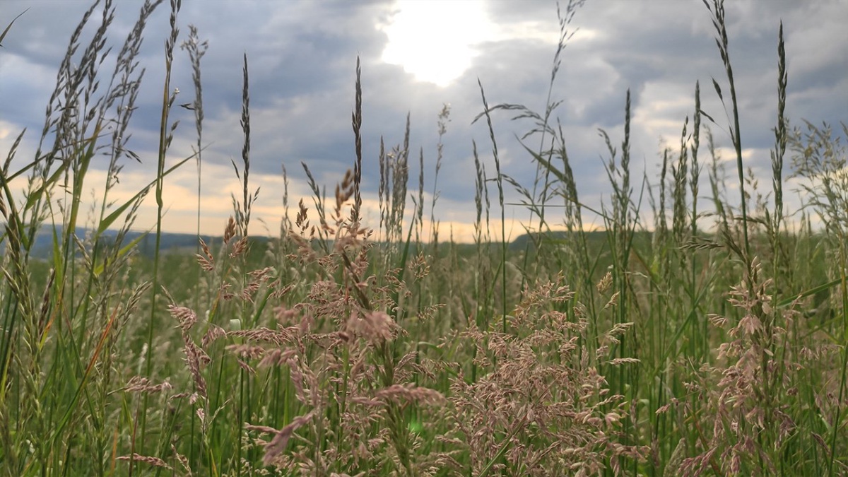 Wiesengräser