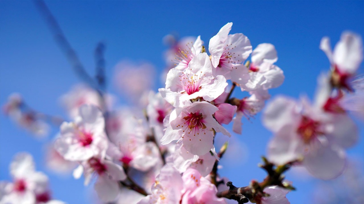Frühling
