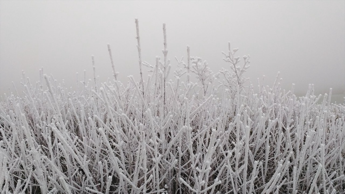Frost