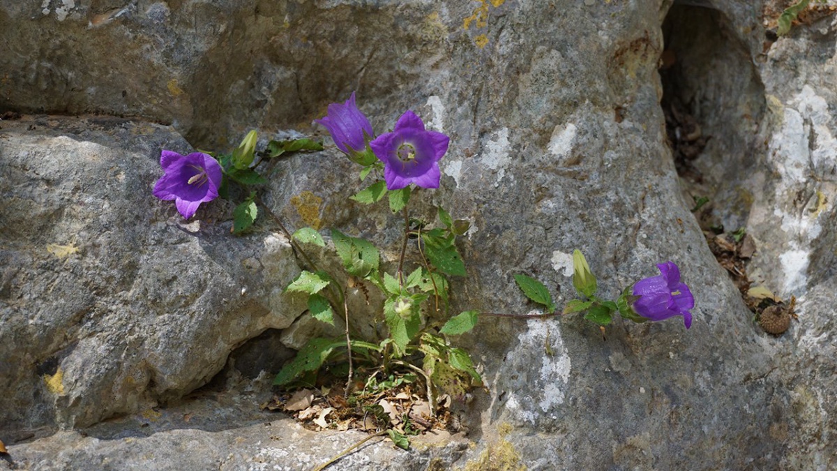 Kritsa Schlucht