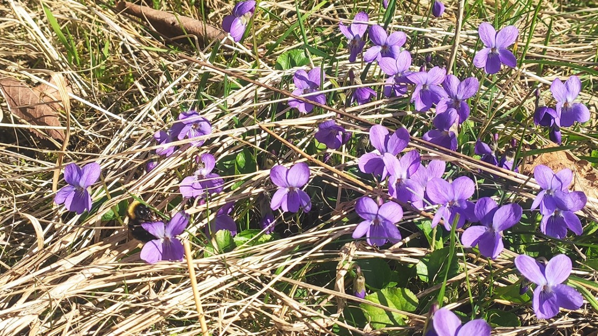 Veilchen