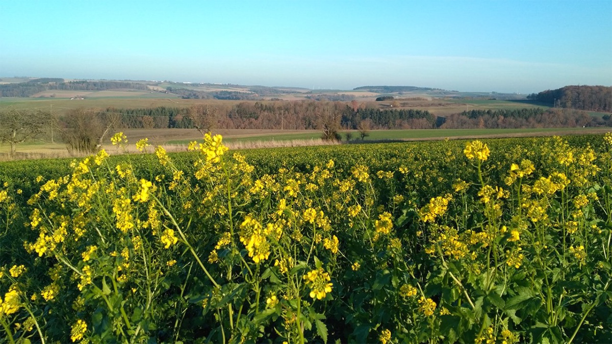 Rapsfeld