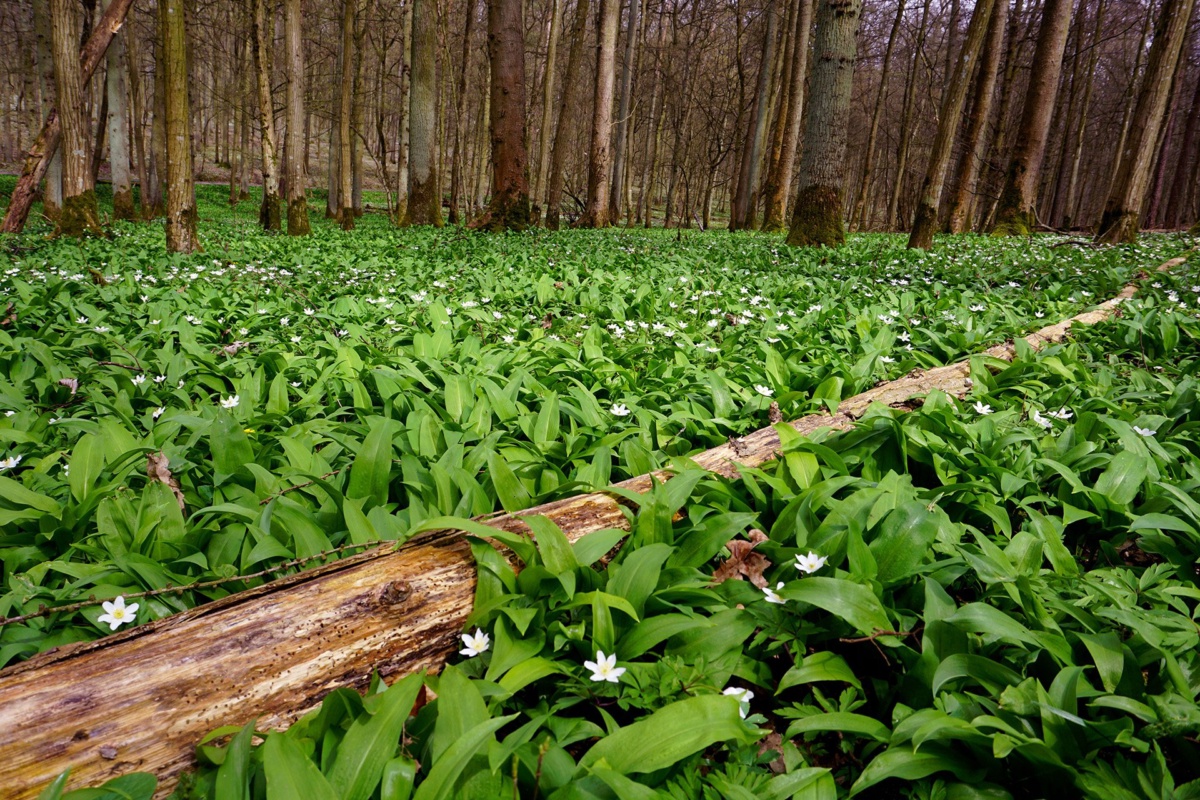 Bärlauchwald