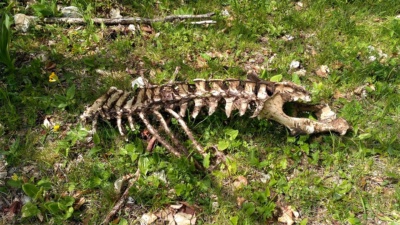 Wildschweinskelett