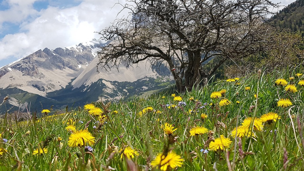 Blumenwiese