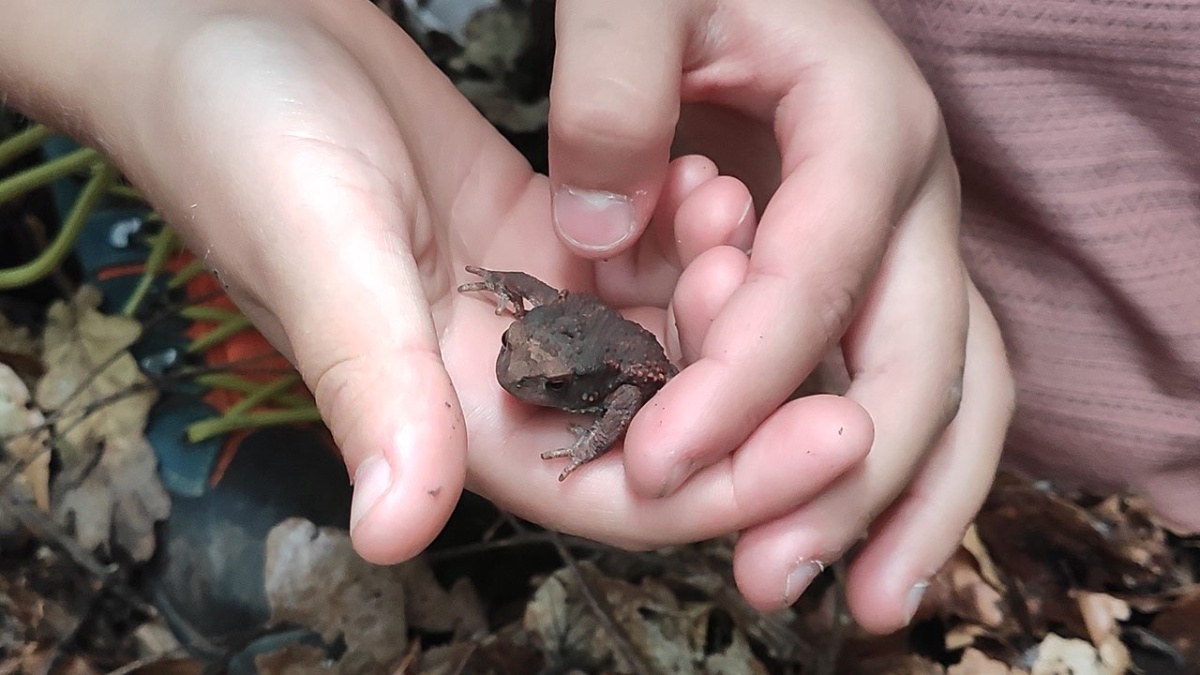 kleiner Frosch