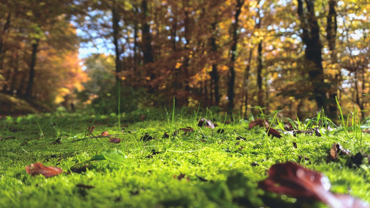 Waldboden mit Moos