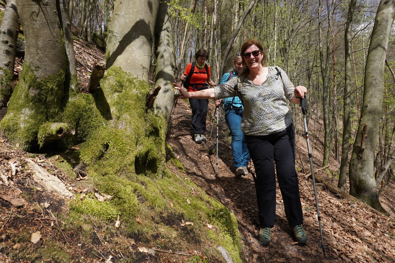 Waldpfad im Pfälzerwald