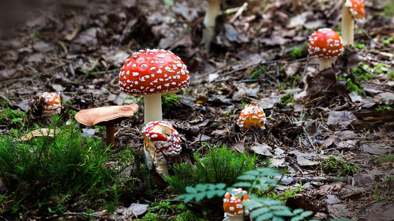 Leuchtend rote Fliegenpilze mit weißen Punkten im Wald, umgeben von Moos und Herbstlaub.