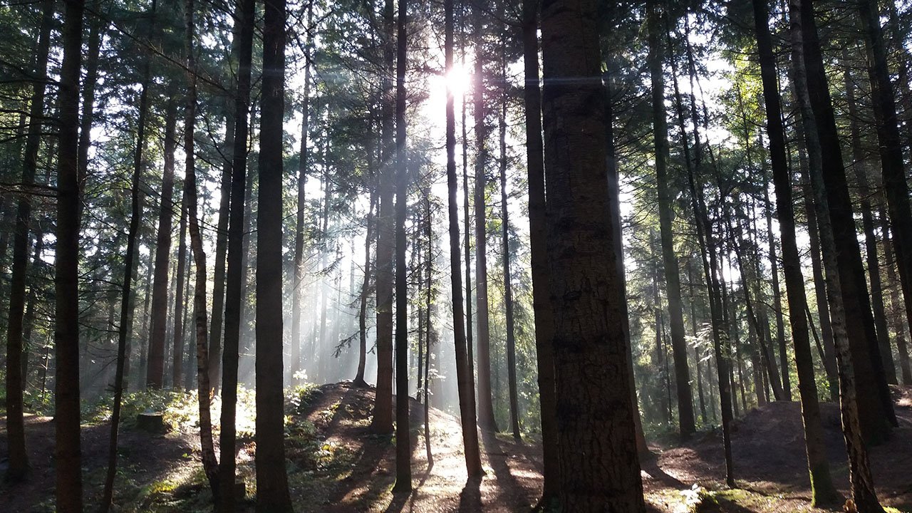 Sonnenstrahlen im Wald
