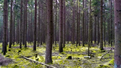 Nadelwald
