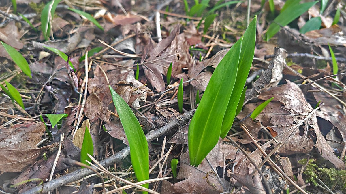 Bärlauch