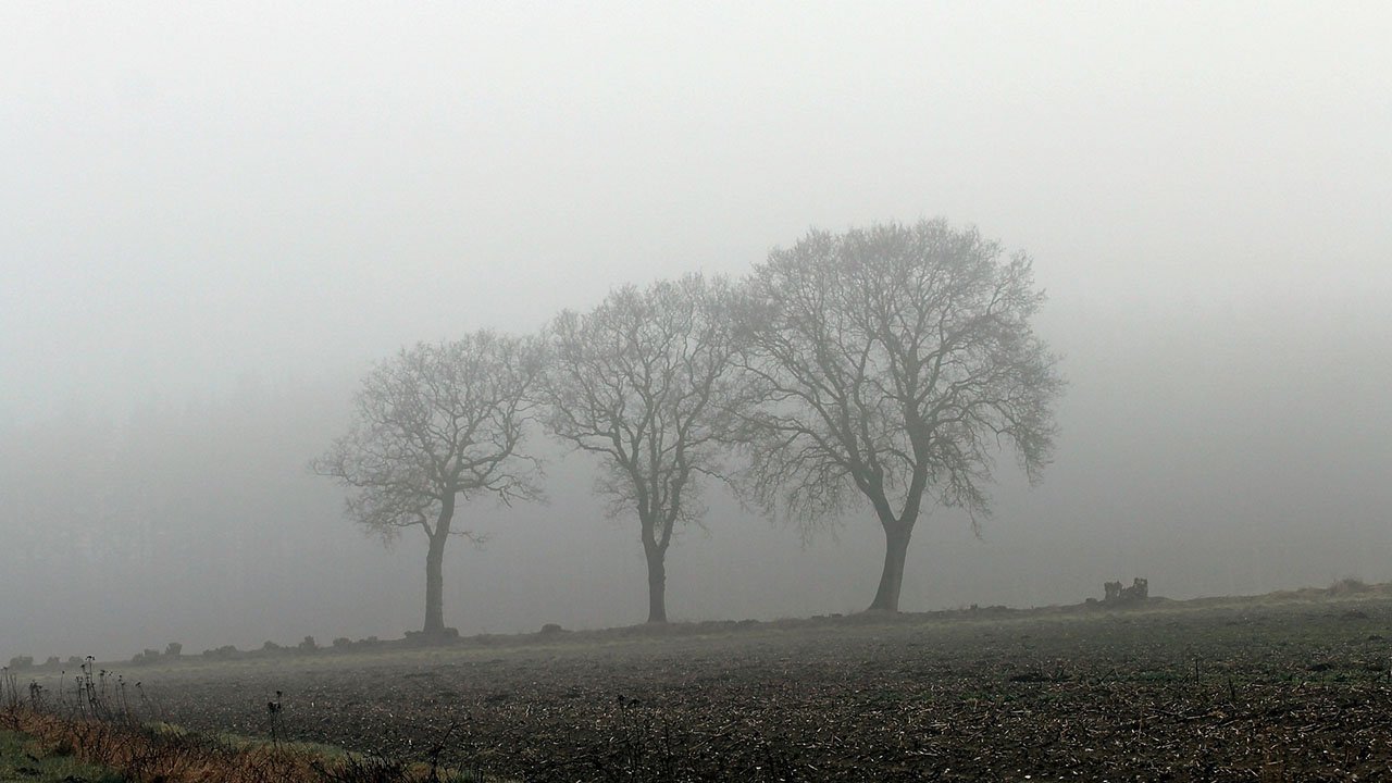 Nebelstimmung im Wald
