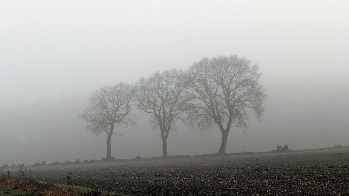 Bäume im Nebel