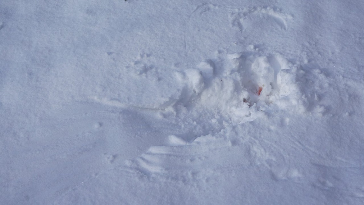 Spuren im Schnee