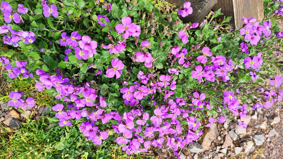 Blumenpracht
