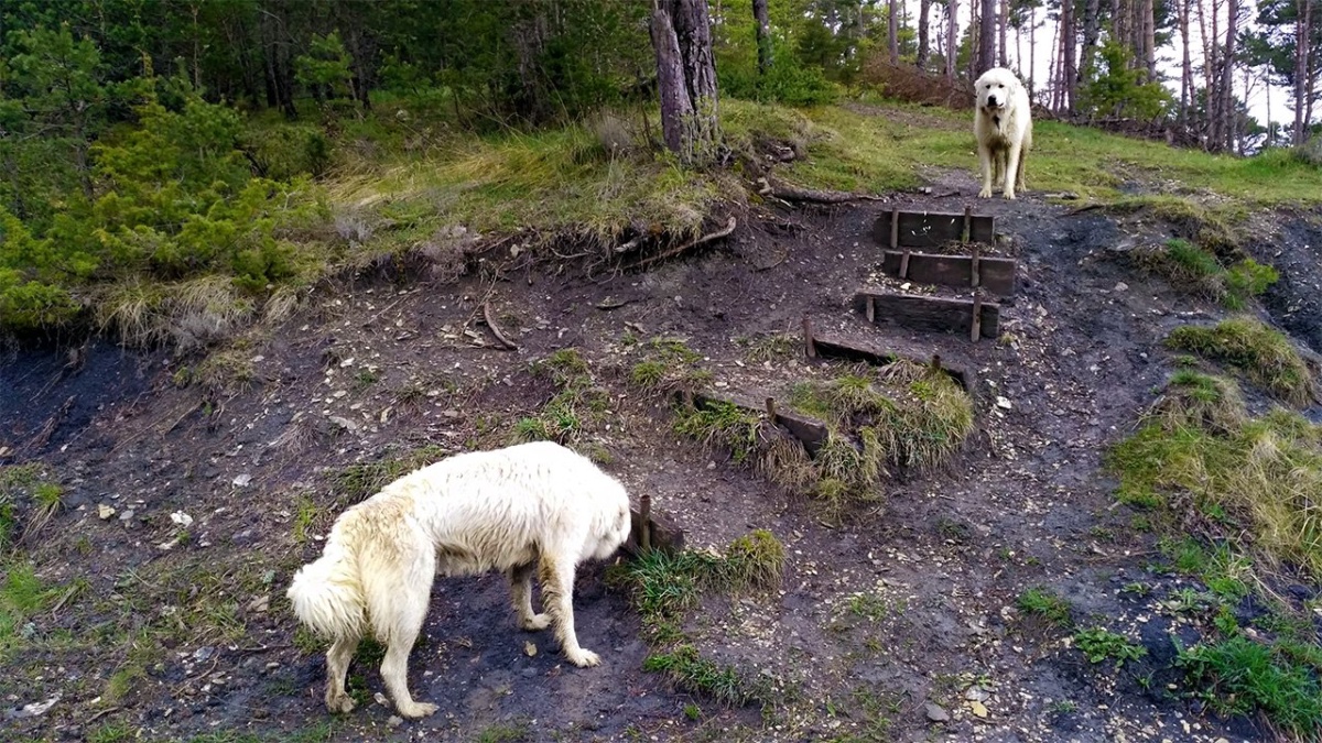Herdenhunde