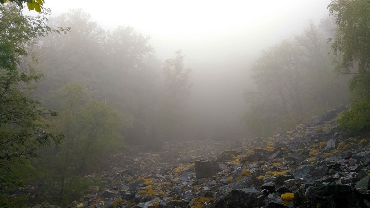 Mystischer Wald